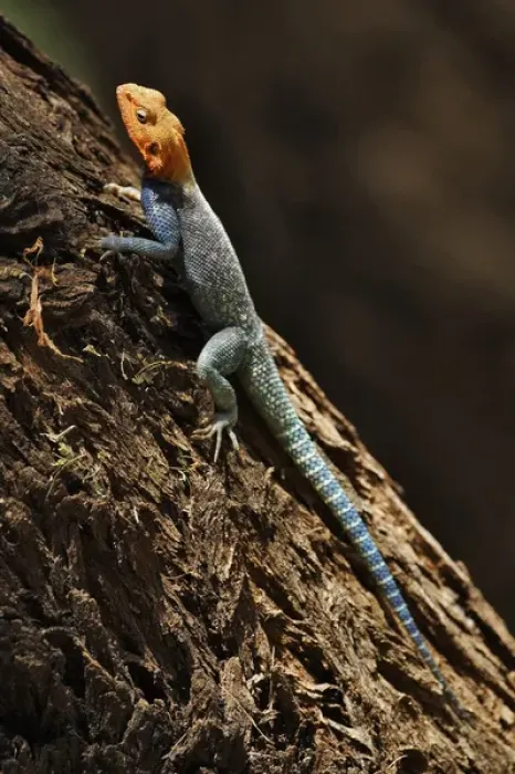 Framed Print : Male Agama Lizard, Samburu National Game Reserve, Kenya; Africa Framed Print : Male Agama Lizard, Samburu National Game Reserve, Kenya; Africa