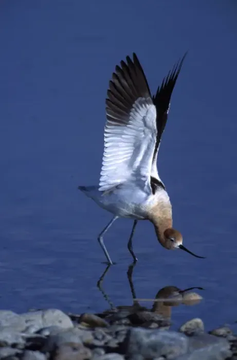 Framed Print : A male American Avocet, Recurvirostra americana, in a salt water pool on Antelope