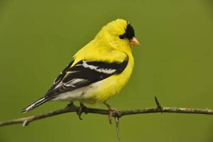 Framed Print : Male American Goldfinch in breeding plumage, Carduelis tristis Framed Print : Male American Goldfinch in breeding plumage, Carduelis tristis