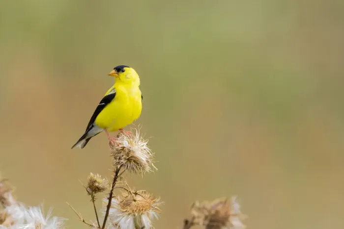 Framed Print : Male American goldfinch eating seeds at thistle plant, Marion County, Illinois Framed Print : Male American goldfinch eating seeds at thistle plant, Marion County, Illinois