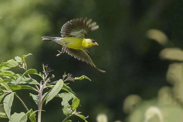 Male American Goldfinch flying
