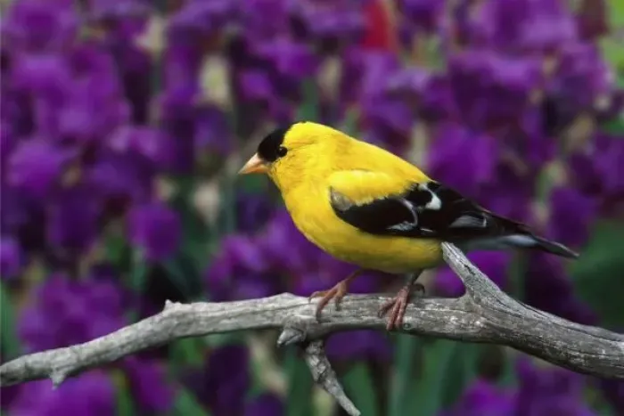 Framed Print : Male, American Goldfinch in summer plumage, Carduelis tristis