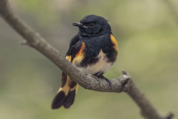 Framed Print : Male American redstart, Ohio Framed Print : Male American redstart, Ohio