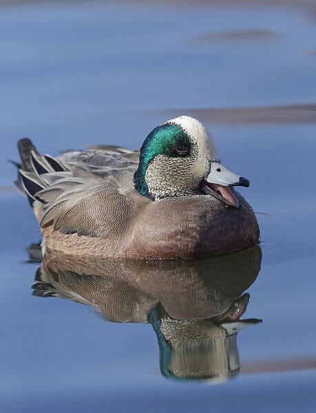 Male American Wigeon in freshwater pond, New Mexico