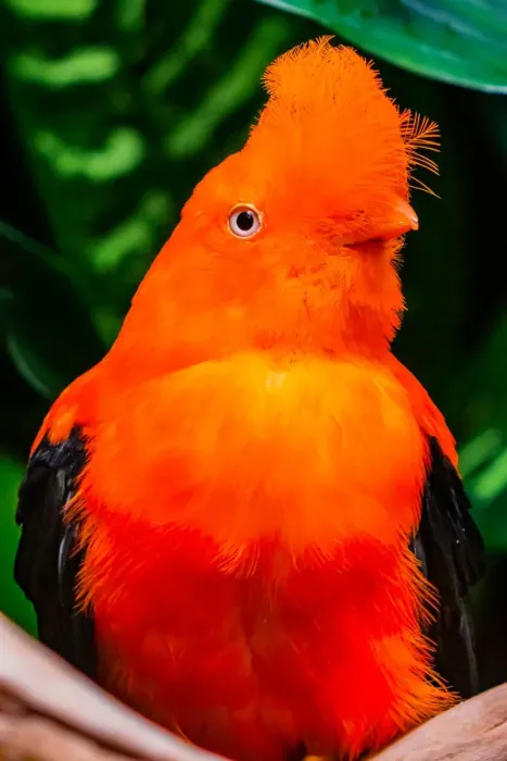 Framed Print : Male Andean cock-of-the-rock. National Bird of Peru