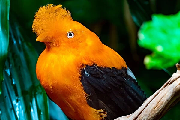Male Andean cock-of-the-rock. National Bird of Peru