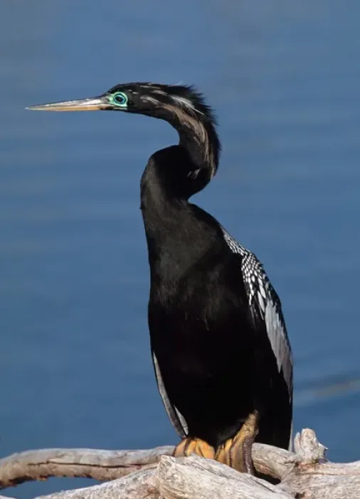 Framed Print : Male Anhinga (Anhinga anhinga) in breeding plumage