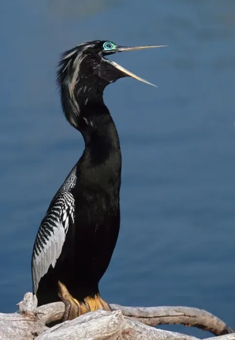 Framed Print : Male Anhinga (Anhinga anhinga) in breeding plumage Framed Print : Male Anhinga (Anhinga anhinga) in breeding plumage
