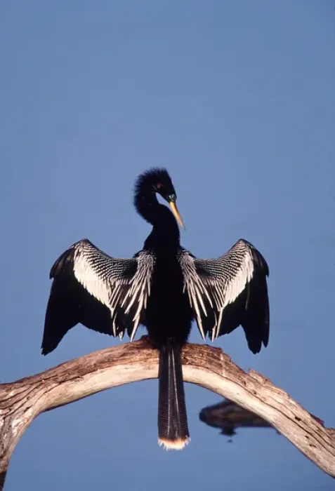 Framed Print : Male Anhinga (Anhinga anhinga) drying his wings at the Ding Darling National Wildlife Refuge