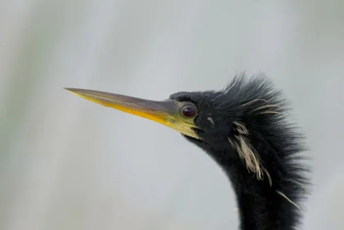 Framed Print : Male anhinga, Anhinga anhinga, Viera wetlands, Florida Framed Print : Male anhinga, Anhinga anhinga, Viera wetlands, Florida