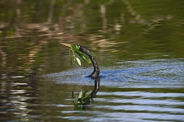 Male Anhinga in breeding plumage swimming with nesting material, Venice, Florida