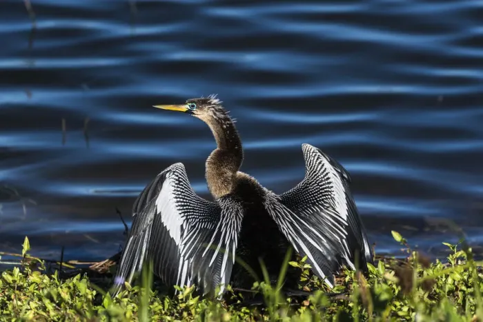 Framed Print : A male Anhinga, drying with wings open, mating season, the eye is ringed green / blue Framed Print : A male Anhinga, drying with wings open, mating season, the eye is ringed green / blue