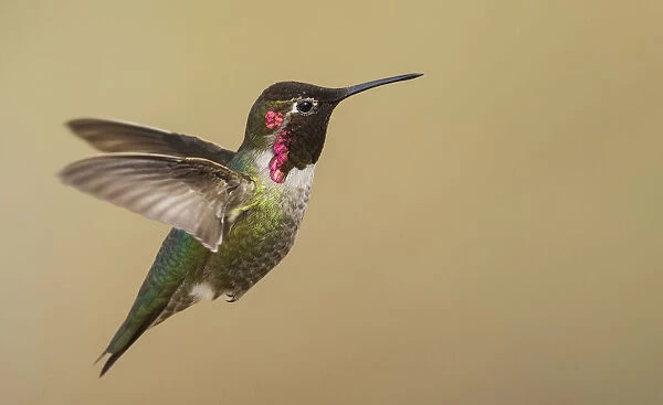 Male annas hummingbird