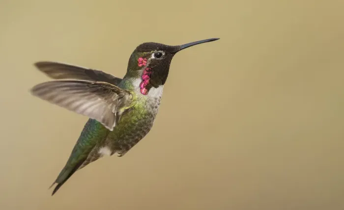 Framed Print : Male annas hummingbird Framed Print : Male annas hummingbird