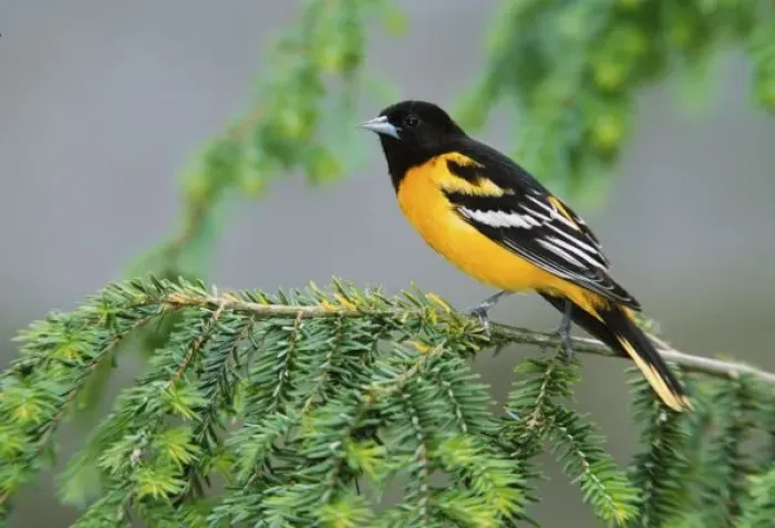 Framed Print : Male Baltimore Oriole, Icterus galbula, Male Baltimore Oriole, Icterus galbula Framed Print : Male Baltimore Oriole, Icterus galbula, Male Baltimore Oriole, Icterus galbula