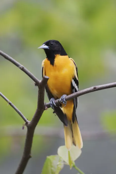 Framed Print : Male Baltimore Oriole, Icterus galbula Male Baltimore Oriole, Icterus galbula Framed Print : Male Baltimore Oriole, Icterus galbula Male Baltimore Oriole, Icterus galbula