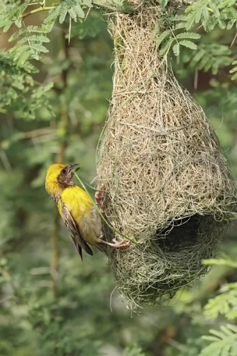 Framed Print : Male Baya Weaver Bird building the nest, Keoladeo National Park, India Framed Print : Male Baya Weaver Bird building the nest, Keoladeo National Park, India