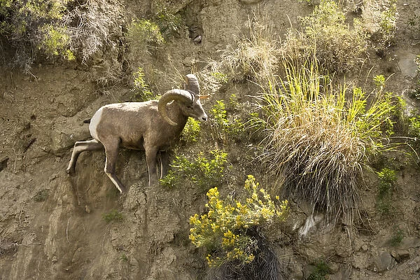 Male Big Horn Sheep; Rescue Creek; Yellowstone National Park; Montana; USA
