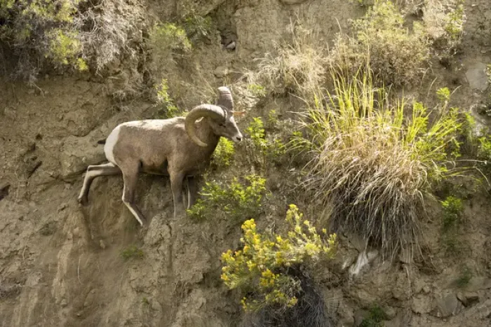 Framed Print : Male Big Horn Sheep; Rescue Creek; Yellowstone National Park; Montana; USA