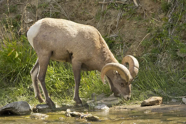 Male Bighorn Sheep; drinking; Gardner River; Rescue Creek Area; Yellowstone National