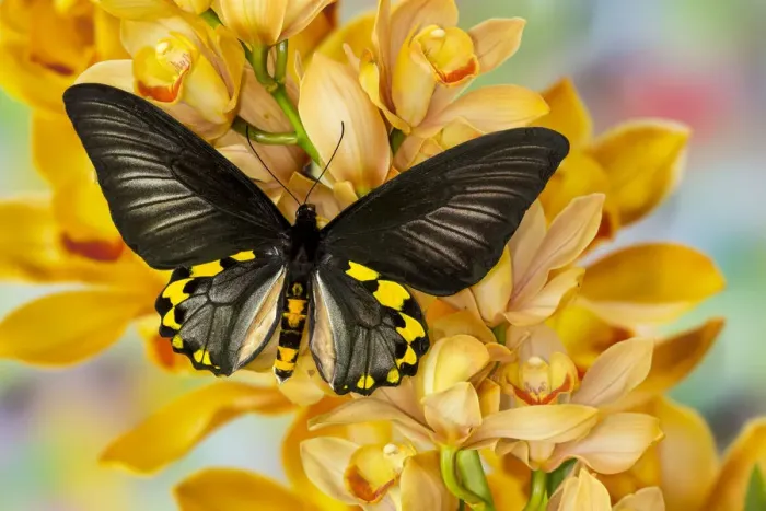 Framed Print : Male birdwing butterfly, Troides hypolitus, on large golden cymbidium orchid Framed Print : Male birdwing butterfly, Troides hypolitus, on large golden cymbidium orchid