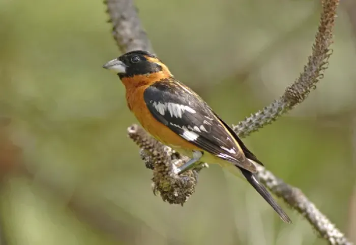 Framed Print : Male Black Headed Grosbeak (Pheucticus melanocephalus) Framed Print : Male Black Headed Grosbeak (Pheucticus melanocephalus)