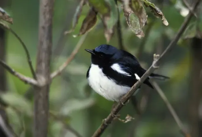 Framed Print : Male Black-throated Blue Warbler (Dendroica caerulescens) Framed Print : Male Black-throated Blue Warbler (Dendroica caerulescens)