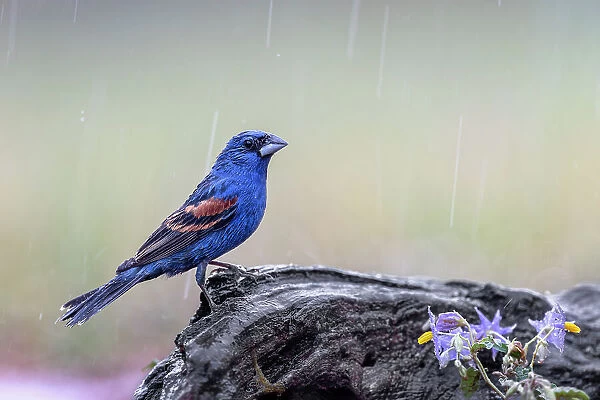 Male Blue grosbeak in the rain, Rio Grande Valley, Texas