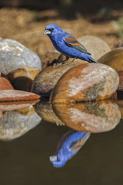 Male blue grosbeak on rocks along small pond. Rio Grande Valley, Texas