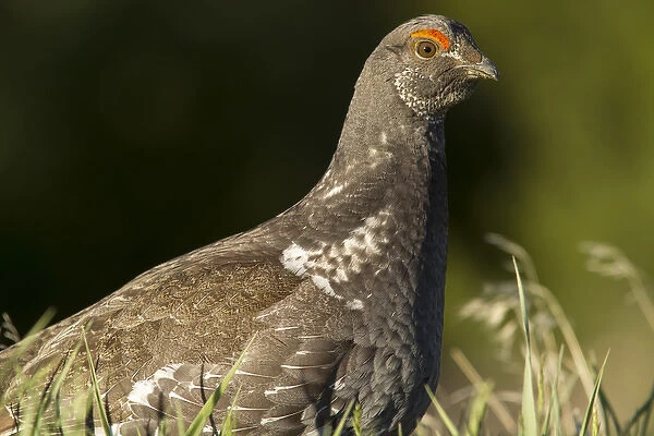 Male blue grouse at the National Bison Range near Moiese, Montana, USA