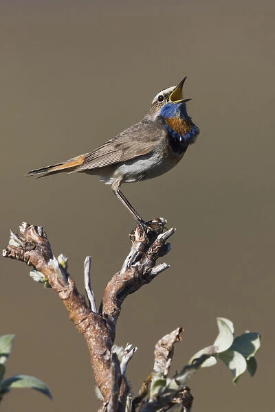 Male Bluethroat Singing