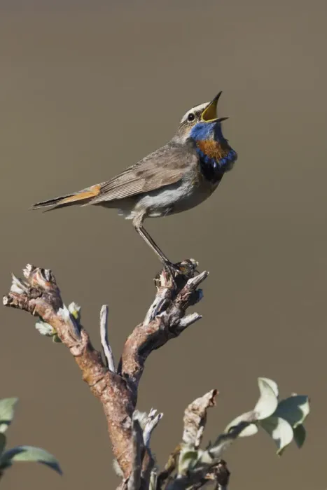 Framed Print : Male Bluethroat Singing