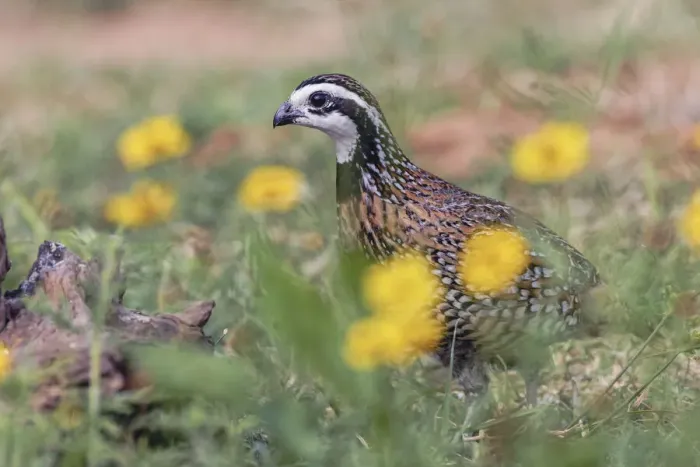 Framed Print : Male Bobwhite among flowers, Rio Grande Valley, Texas Framed Print : Male Bobwhite among flowers, Rio Grande Valley, Texas