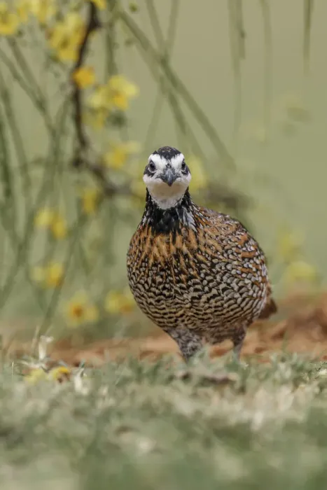 Framed Print : Male Bobwhite, Rio Grande Valley, Texas