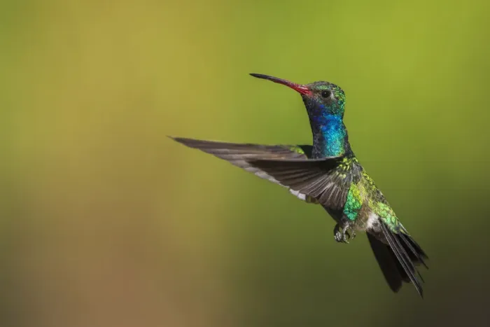 Framed Print : Male broad-billed hummingbird