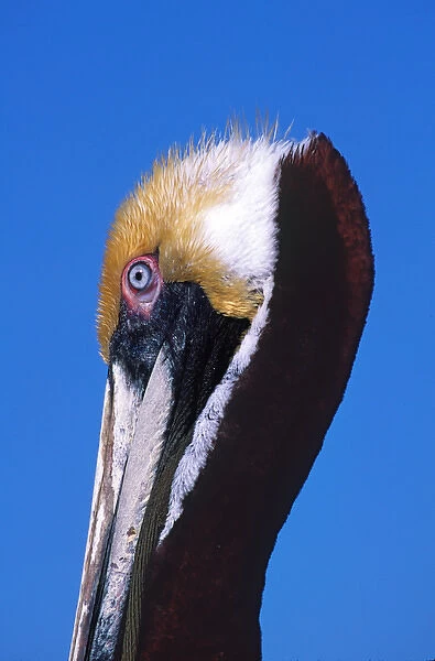 Male Brown Pelican (Pelecanus occidentalis) in breeding plumage. USA, Florida, Sanibel