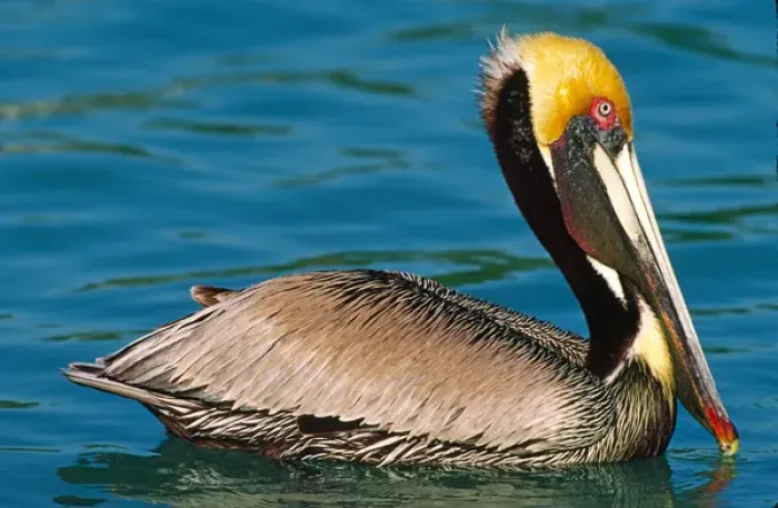 Framed Print : Male Brown Pelican (Pelecanus occidentalis) in breeding plumage. West coast of Mexico Framed Print : Male Brown Pelican (Pelecanus occidentalis) in breeding plumage. West coast of Mexico