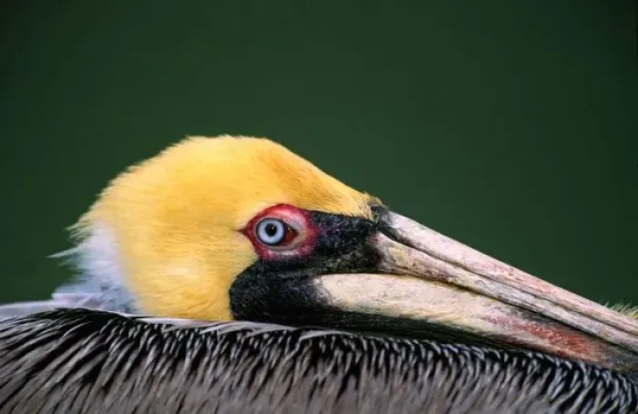 Framed Print : Male Brown Pelican (Pelecanus occidentalis) in breeding plumage. USA, Florida, Sanibel