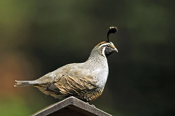 A male california quail perched on a bird house