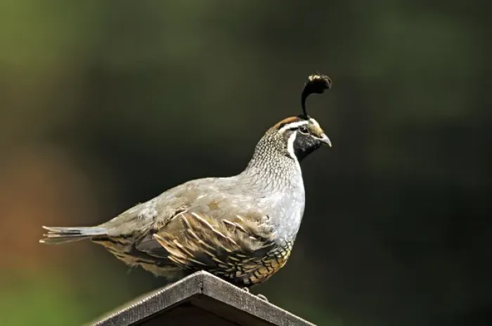 Framed Print : A male california quail perched on a bird house Framed Print : A male california quail perched on a bird house