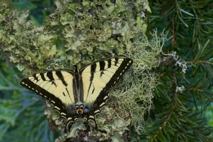 Framed Print : Male Canadian Tiger Swallowtail butterfly, Papilio canadensis