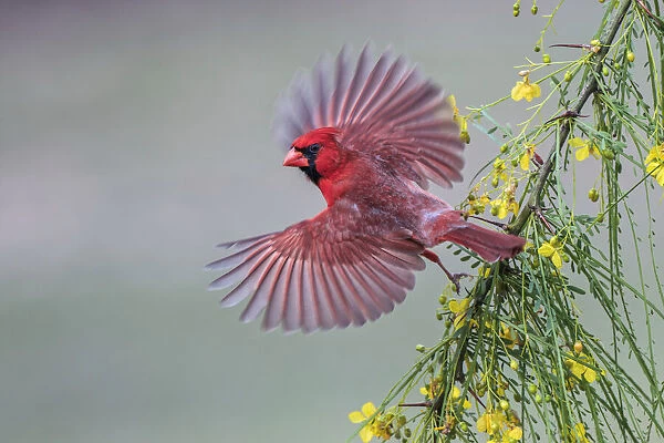Male cardinal flying, Rio Grande Valley, Texas