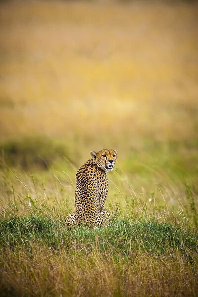 A male cheetah looks back