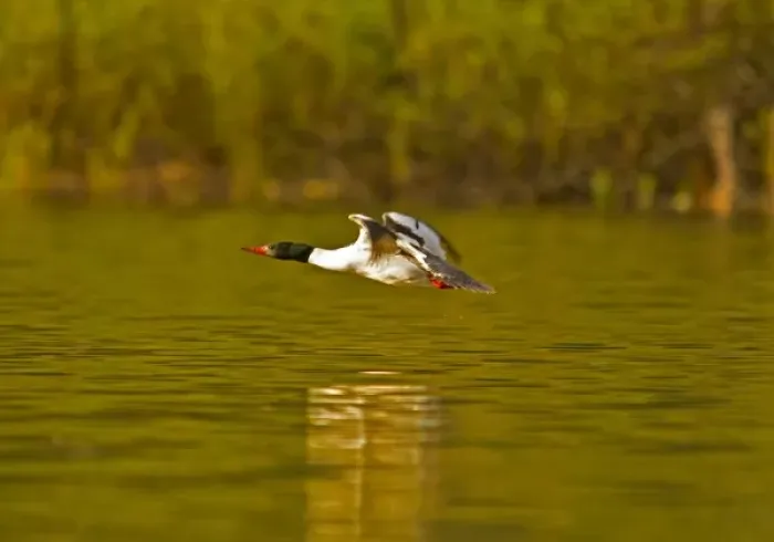 Framed Print : Male common merganser in flight at Whitefish Lake in Whitefish, Montana, USA