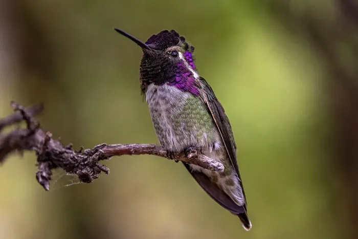 Framed Print : Male Costa Hummingbird at the Arizona Sonoran Desert Museum in Tucson, Arizona, USA