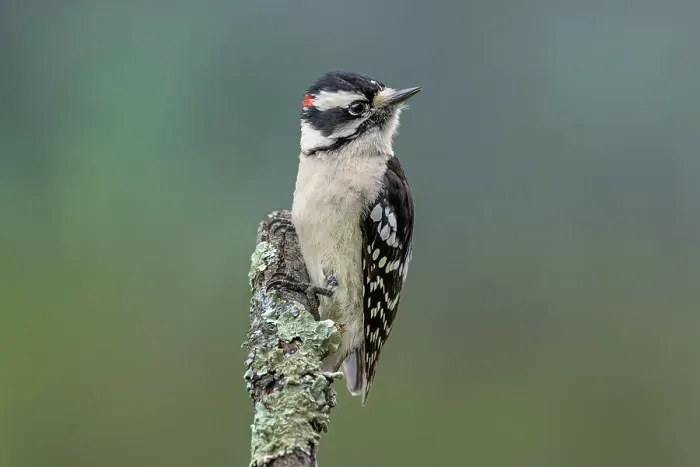 Framed Print : Male Downy woodpecker, Kentucky Framed Print : Male Downy woodpecker, Kentucky