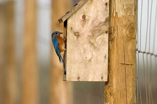 Male Eastern bluebird on bird box Sialia sialis Central Florida