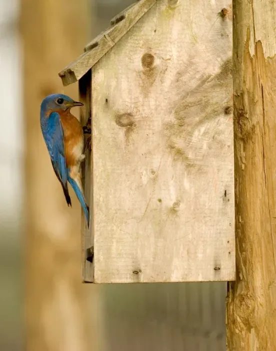 Framed Print : Male Eastern bluebird on bird box Sialia sialis Central Florida