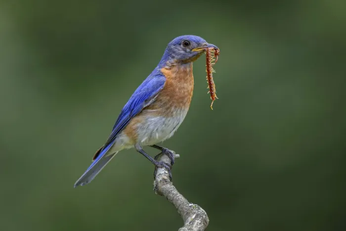 Framed Print : Male Eastern bluebird with centipede, Kentucky