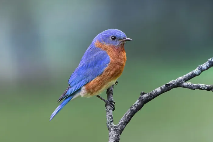 Framed Print : Male Eastern bluebird, Kentucky Framed Print : Male Eastern bluebird, Kentucky